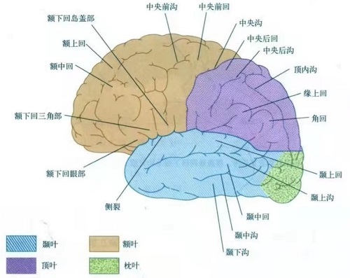 额叶癫痫 - 儿童癫痫长程管理