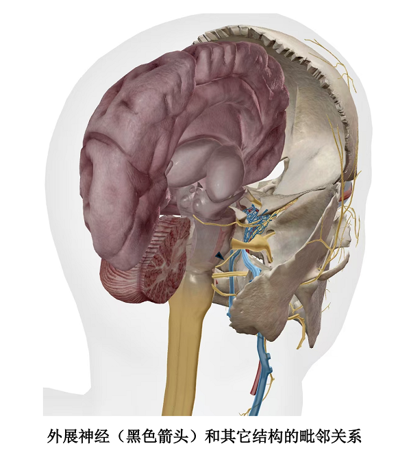 外展神经和其它结构的毗邻关系