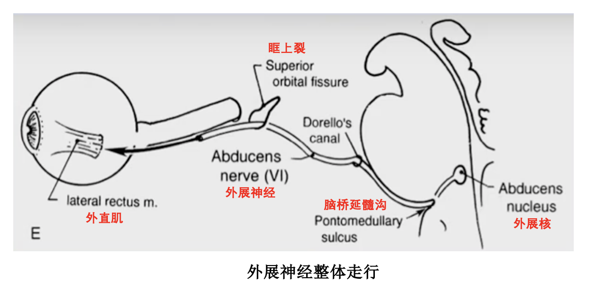 外展神经整体走行示意图