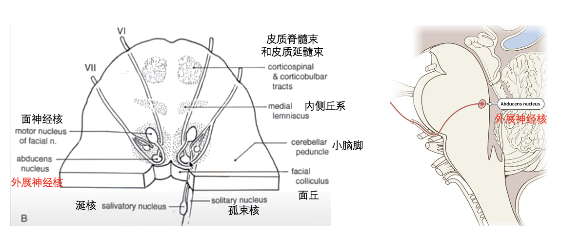 外展神经核脑干段 