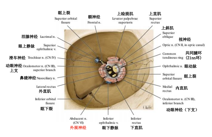 眼眶神经和血管