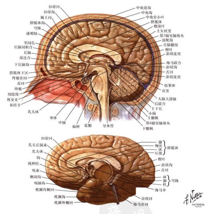cerebral medial surface